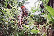 Kräuterernte Burundi