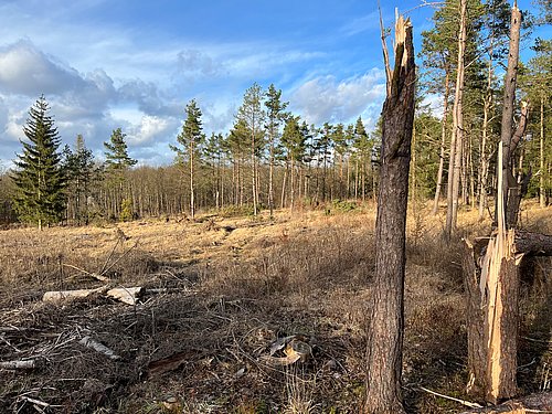 Trockenheit im Wald