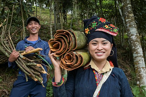 Zimtabbau mit Ton Hoang Thi